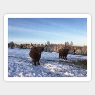 Scottish Highland Cattle Cows 2224 Sticker